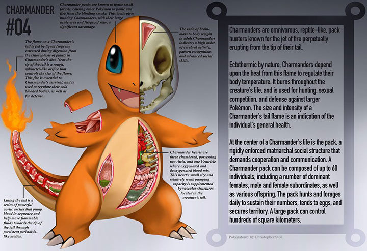 pokemon-go-charmander-anatomy-04