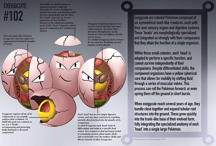 pokemon-go-exeggcute-anatomy-102
