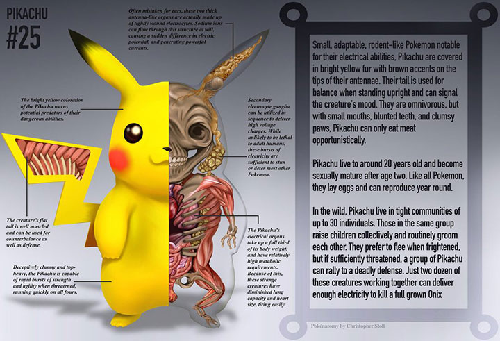 pokemon-go-pikachu-anatomy-25