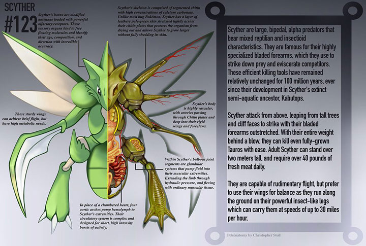 pokemon-go-scyther-anatomy-123
